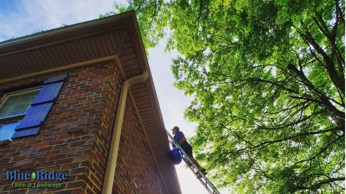 Professional from Blue Ridge Lawn Care Services safely cleaning gutters while on a ladder, providing expert downspout gutter cleaning services in the Alexandria area.
