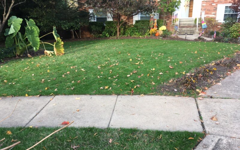 Landscape Clean Up Service in Alexandria, VA