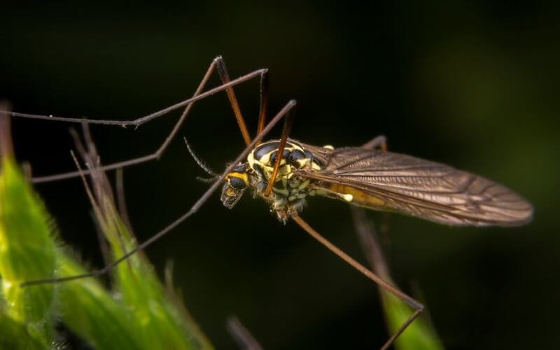 Mosquito Control Service in Alexandria, VA 