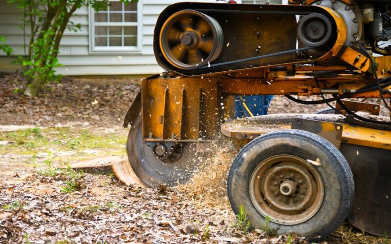 Tree and Stump Removal Company in Alexandria, VA